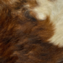 Designer Tri Color Brindle